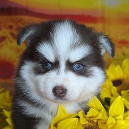 Mistletoe - 2000 - Chocolate female Pomsky puppy in Spring Hill, Florida from www.PuppyTimeEmporium.com