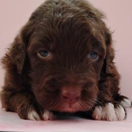 Aussiedoodle, Goldendoodle, and Labradoodle Puppies from Loving Doodle