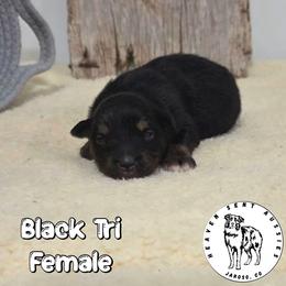 Ebony - Black tri female Miniature Australian Shepherd puppy in Jaroso, Colorado from Heaven Sent Aussies