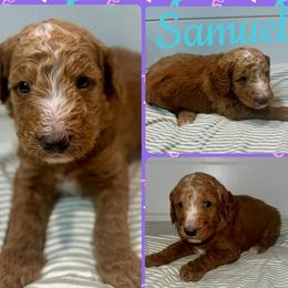 Samuel - Red  male Goldendoodle puppy in Pasadena, Texas from Toledo Creek Doodles