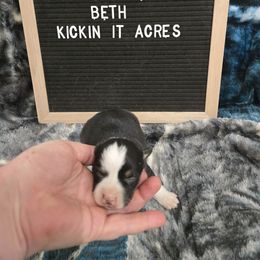 Beth - Black and tan female Pembroke Welsh Corgi puppy in Chariton, Iowa from Kickin It Acres BCs