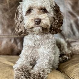 Mira - Australian Cobberdog