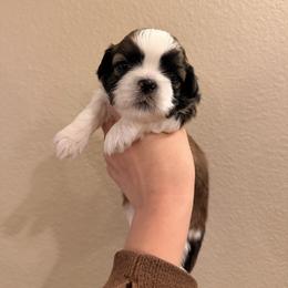 Duck - Gold and white male Shih Tzu puppy in Bremerton, Washington from California Shih Tzu