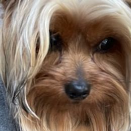 Yorkshire Terriers from Nuvis Yorkies