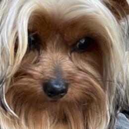 Yorkshire Terriers from Nuvis Yorkies