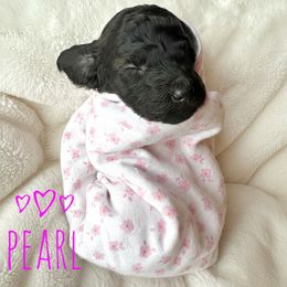 Pearl - Phantom female Goldendoodle puppy in Warrensburg, Missouri from Supreme Doodles
