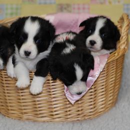 Cardigan Welsh Corgi Puppies from Aramora Cardigan Welsh Corgis