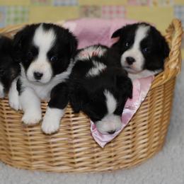 Cardigan Welsh Corgi Puppies from Aramora Cardigan Welsh Corgis
