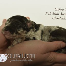 Ochre - Blue merle Aussiedoodle puppy in Seattle, Washington from Clemleth Aussiedoodles