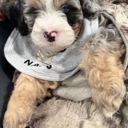 Van Gogh blue eyes blue collar - Blue merle male Bernedoodle puppy in St. Cloud, Florida from Bernedoodle Farm