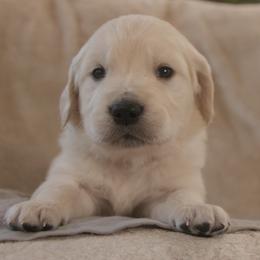 Gray Collar - Light golden male Golden Retriever puppy in Roseburg, Oregon from Unbound Goldens
