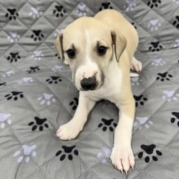 Betsy - White and fawn female Whippet puppy in West Plains, Missouri from Sycamore Ridge Puppies