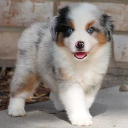 Hondo - Blue merle male Miniature American Shepherd puppy in San Benito, Texas from Vaquera's Miniature American Shepherds