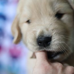 Golden Retriever Puppies from Golden Hour Golden Retrievers