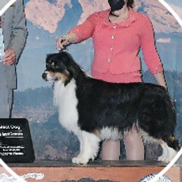 Mack - Australian Shepherd