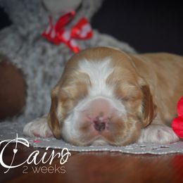 Cockapoo, Cocker Spaniel, and Poodle Puppies from The Cocker Cingdom
