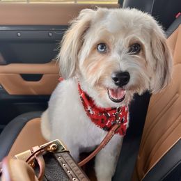 Aussiedoodles, Bernedoodles, Goldendoodles, Irish Doodles, and Sheepadoodles from Little Fur Friends