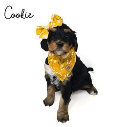 Cookie - Tri-color female Bernedoodle puppy in Crawfordsville, Indiana from Winding Creek Ranch Doodles