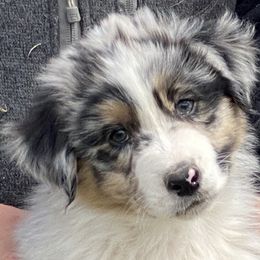 Australian Shepherd Puppies from Diamond Hill Australian Shepherds