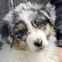 Australian Shepherd Puppies from Diamond Hill Australian Shepherds