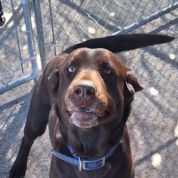 Armada - Labrador Retriever