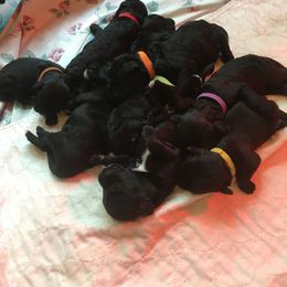 Portuguese Water Dog Puppies from McKnights PWDs