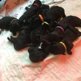 Portuguese Water Dog Puppies from McKnights PWDs