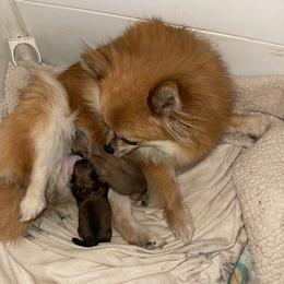 Hope - Red sable female Pomeranian puppy in Liverpool, Pennsylvania from Miracles With Paws