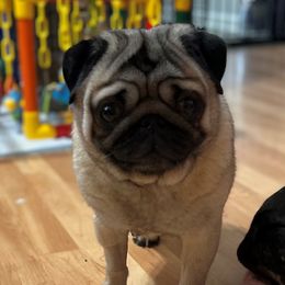 Cookie - Pug