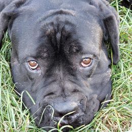 Cane Corso from Dracone's Kennels