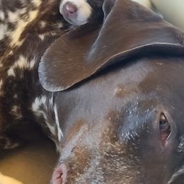 German Shorthaired Pointer Puppies from Legends German Shorthaired Pointers
