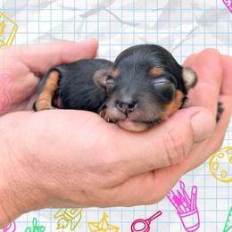 Sunday - Black and tan female Yorkipoo puppy in Coshocton, Ohio from Forever Family Puppies