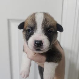 Ollie - White and red male Pembroke Welsh Corgi puppy in Tomball, Texas from Larsen Loved Corgis