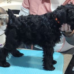Boy 1 - Black Miniature Schnauzer puppy in Central Square, New York from SkyHigh Kennels