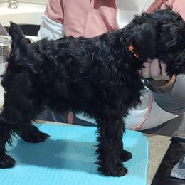 Boy 1 - Black Miniature Schnauzer puppy in Central Square, New York from SkyHigh Kennels