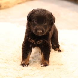 Purple - Bi-color female German Shepherd puppy in Newport Beach, California from Vom Bismarkhaus