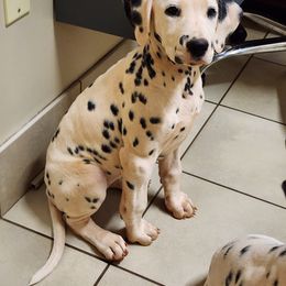 Jane - White and black Dalmatian puppy in Anderson, South Carolina from Raven River Ranch