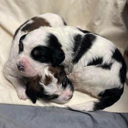 Saint Berdoodle Puppies from My Darling Doodles/St. Berdoodles of WNY