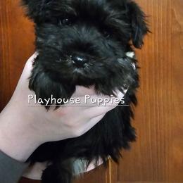 Firecracker - Black and silver female Miniature Schnauzer puppy in Lebanon, Missouri from Playhouse Puppies