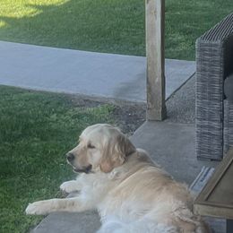 Golden Retriever Puppies from Michelle‘s English cream golden retrievers