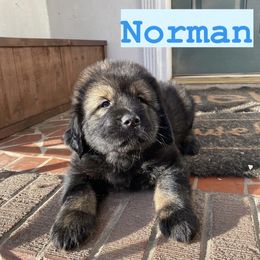 Neapolitan Mastiff and Tibetan Mastiff Puppies from Carolina Coastal Mastinos