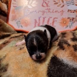 Girl 2 - Black parti female Pomeranian puppy in Lore City, Ohio from Tonia's Pomeranians