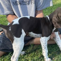Boy 1 - Liver and white German Shorthaired Pointer puppy in Ellsworth, Minnesota from Zitzloff’s Pointers