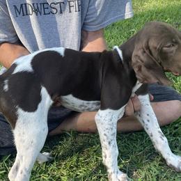 Boy 1 - Liver and white German Shorthaired Pointer puppy in Ellsworth, Minnesota from Zitzloff’s Pointers