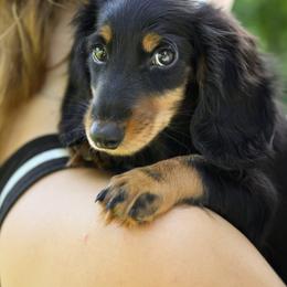Dachshund Puppies from Olia Mirra