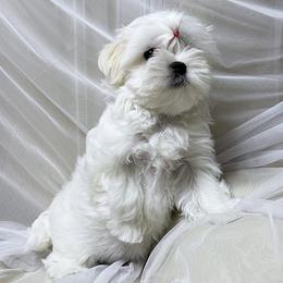 Maltese Puppies from Platinum Dunes Maltese Kennel