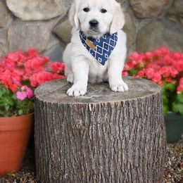Golden Retriever Puppies from Lovasi Goldens