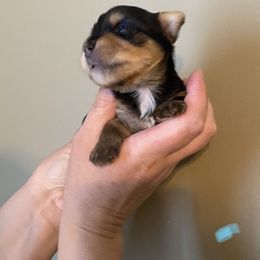 Yorkshire Terrier Puppies from MagnoliaYorkies