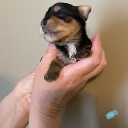 Yorkshire Terrier Puppies from MagnoliaYorkies