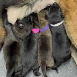 Girl 2 - Belgian Malinois puppy from Maricopa Malinois